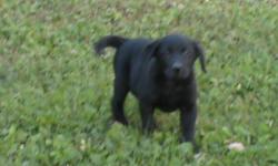 I have 2 Black Female Lab Puppies 9 Weeks old. All shots up to&nbsp; date. AKC.&nbsp; They are chocolate factor.