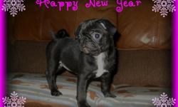 Black pug puppy comes with CKC registration papers, shots, and health certificate from my vet verifying excellent health. Puppy has been socialized with young children and pets. Mommy and Daddy are family pets and are available to meet. Puglet is eating