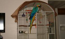 Zeker is a blue and gold macaw. He has a cage 6'H X 2'D X 3'W. He is friendly when he get's to know you. He is 10 years old.