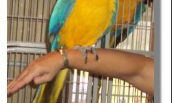 1 beautiful blue and gold Macaw bird, easy to handle, talks some, (2) years old. This birds would make a loving lasting gift. In Clinton, Indiana - Call Mary at: 765-832-1141