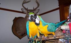 For sale pair of blue and gold macaws they will go with cage and toys they prefer the company of each other but are able to be handled. They need to stay togeather please only respond if you are truely interested. These birds are not free so please do not