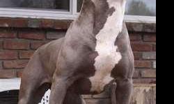 Blue fawn Pitt Bull pups. Razors Edge bloodline. Parents on sight. Stocky and Blocky.
