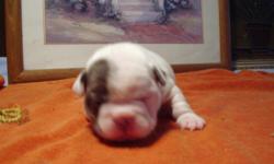 blue pied frenchie male puppy