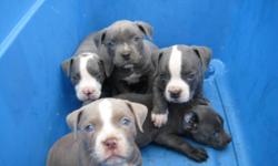 Blue Pit Bull Pups, Females and Males $100-150. "Not for fighting" (865)692-1600