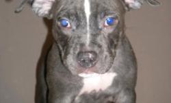 Beautiful Blue pit pups. 2 blue females and 1 blue fawn female ready to go home asap. ADBA reg. Razoredge & TNT line.
email bluepups4sale@yahoo.com or call 352 219 2388 for more info