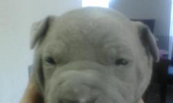 MALES,FEMALE BLUE BABY PITS WELL CARE FOR COME WITH SHOTS,DEWORMED.CALL 512 738-7091