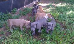 7 Blue/Fawn/Purple Pitbull puppies for sale. 2 sets of shots (@6 & 8wks) and 3 rounds of dewormer (@ 4, 6, 8wks) given. 9 wks old (born June 19th), crate trained and ready for their forever homes. All friendly and socialized with other dogs, animals, &