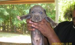 BLUE PITBULLS PUPPIES...
Born: July 2nd...
Papers: A.D.B.A-American Dog Breeders Association, inc...
Puppies: 1 Males And 3 Females...
Males: $250 - Females $300...
Blood line: Gotti....
Their 4 weeks and 3 days Old...
1st pic - Boy...
2nd - 4th pic -