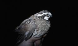 I have hundreds of Bobwhite quail. Adult birds &&nbsp;chicks&nbsp;available now.&nbsp;Price depends on age of birds.&nbsp;Call anytime before 10 pm -- (Tn MTN Gamebirds)&nbsp;