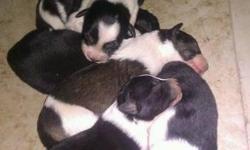 I have Border Collie pups females and males There ready to find their new mommies or daddies...... For more info on them plz contact me. at 512-638-6064 or 512-200-5201 thank you and god bless ... The pics below are when they were first born... they are