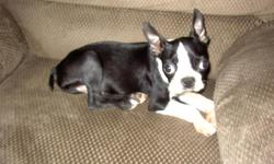 boston terrier male shots and wormed needin a new home black and white small type call 706-886-3422
