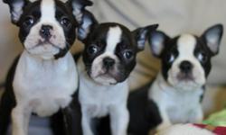 AKC Boston Terrier pups 2 males Champion sired great show potential. Hand raised in our home with lots of love. 2 male pups sire is Champion sired all pups have first shots been wormed and have declaws removed. Price range for pups is 700 to 900 for these
