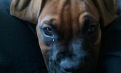 Beautiful young boxer, 8 months old, black mask fawn boxer. She is very energetic, fast, loyal, playful and great for any home. She has been spayed, received all of her shots and is ready for a new family without any hassle. She will come with AKC