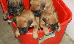 Have&nbsp; Boxer pups. 8 weeks old. Ready for homes on 12/15/12. Born on 10/18/12.&nbsp;4 males & 4 females.&nbsp;1 brindle male&nbsp;& 7 Fawn. Pups have Tail docked, Declawed, Dewormed, & have first Vaccines. All pup care done by Fillmore Animal Hospital