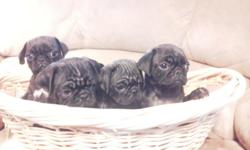 8 week old CKC Brindle Pug Puppies, 2 Females (Skittles & Crayola), 2 Males (Titan & Dozer) $650.&nbsp; Baby "Puglets" are ready to claim you now! Call/Text --
