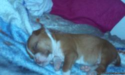 Very Cute Brown And White Boy Pitbull Puppy 1 Month Old
He Loves To Play
Not A Picky Eater :) So Cute He's A Good Boy
i Love Him But i Have To Sell Him Because My Apartments Dont Allow Dogs Of His Kind :(
So im Looking For A New Home For Him
For Only 120