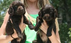 Beautiful BSS registered Boykin Spaniel puppies, championship bloodline, excellent pedigree and hunting background, health checked and guaranteed, home raised with lots of TLC, great hunting partners and great pets, Boykins make great companions/family