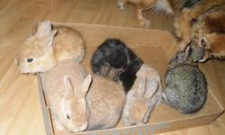 A bunch of bunnies and rabbits for sale. Long and short haired. All ages and a variety of colors. Pets or breeding.