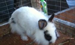 I have Lionheads and rexs for sale only 15.00 babies and adults
call (863) 604 6115
e mail benfield.brooke@gmail.com