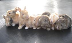 Bunnies for sale . They are mixed bunnies . Males and females , they are Nice . they DO NOT bite .
to see pictures visit www.rabbitbiz.net
Call or text 716-771-4814