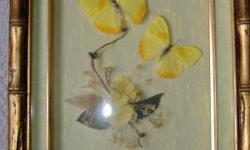 Beautifully framed Pair of real Butterflies with dried flowers. Measures 14" by 12". 912 484-4000 or 888 513-9355. Bella Vista. Can be mailed w/shipping.