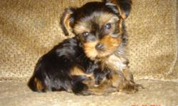 Georgeous c.k.c. yorkie male puppy should be 3 1/2-4 lbs. grown, born 11-27-2010. He has had his first shot, and dewormed, and vet checked. He has short legs, short body, and a lot of hair. The last picture is of his sisters from a previous litter, this