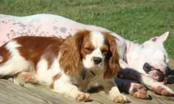 male ~ blenhiem ~ Cavalier King Charles Spaniel... 2 years old. No papers...It wouldn't be hard for you if you wanted to get C.K.C. papers on him. We just never needed papers. He is a very loveable dog. Up to date on everything. Moving- must sell. Not