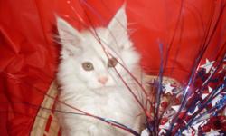 Shipping available for $350, kitten of the week for $250!&nbsp; CFA registered Maine Coon kittens, best of the best from Maine!&nbsp; First distemper/worming, vet checked and felv neg.&nbsp; Check out pics at www.coldstreamcattery.com&nbsp; You won't be