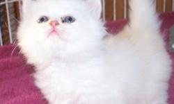 Beautiful Cream and white Persian Kitten, and Silver Female they come with written contract, written health guarantee, up to date on age related shots, they are use to taking baths, they loves to play. The male is large.
If interested please email me for