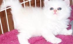 Three Persian Kittens they will be ready for their new homes the second week of May. They will come with a written contract, up to date on age related shots, health guarantee, and loving personalities. There are two shaded silvers one female and one male,
