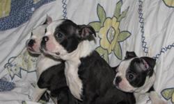 BOSTON TERRIERS pups, family raised, playful, shots, & dewormed, raised with kids. They are very sweet and very well socialized with children and adults alike. also cats and other dogs AKC registerd parents on premesis.Asking $550.00 to $900,00 champion