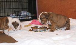 Cute and adorable English Bulldog puppies ready for a loving and caring home,contact for more information.