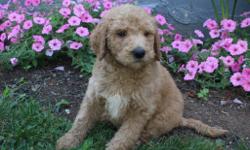 Hi There! My name is Chester, the F1b Male Labradoodle. If you like to cuddle then you're going to love me. I was born June 1, 2016. I come with my shots and worming &nbsp;up to date. They are asking $899.00 for me. Don't wait any longer come and take a
