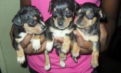 Chihuahua Puppies for Sale, 2 boys and 1 girl that was 6 weeks old 22 October 2012. Puppies will have paperwork from the vetenarian for worming, but will need 1st shots and no papers for AKC Registration.&nbsp;Sire available for view and have pictures of