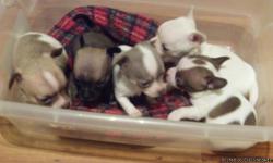 I have 5 ckc Chihuahua puppies that i am taking deposits on will be ready Christmas, they will be 6 weeks old Christmas Day 2 males, 3 females , they will be vet checked and shots and wormed , they are raised inside the home, they are very small