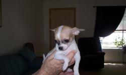 I have four very cute chihuahua puppies, three are girls and one boy. One of the girls is a long-coat the rest are short-coats, akc papers are 50.00 extra due to cost of registering. There coloring is fawn and white and the long coat female is black, they