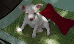 CHIHUAHUA PUPPY 3 MONTHS,FIRST SHOTS AND WORMED.ACA REGISTERED MALE WHITE WITH FAWN AND BROWN DAPPLING. $150