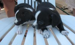 8 wks old 1 male 3 females 2 blk and white 2 light tan vers cute and lovable need good home asap please call this #623-215-7329