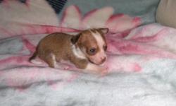 chihuahua puppies for sale in alabama, will be ready to go home jan. 12 2011, up to date on shots, parents on the premises, crate training, $250ea, 561-688-3411