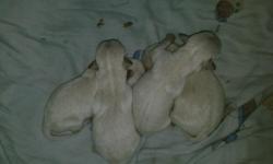 2boys. 2girls. Parents on site. Mom 4lbs. Dad 6ld akc registered. White as snow. Teeny tiny. Prolly not good 4 kids 4 & younger just b/s these pupps arent even a pound. Call/txt/email 4 more pics & videos. Hnalexander23@aol.com. #: --. Puppys born &