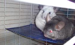 Two Chinchilla's- One female(white mosaic) One male(brown velvet) both are 1.5 years old.
Comes with cage, carrier, 2 bath houses, bath sand, food/snacks, chew blocks, and some other misc. items.