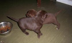 for sale chocolate lab puppies -6 weeks old 100.00 ea. no papper