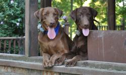 Two beautiful, purebred Chocolate labs, must go together. Eddie and Ella (Ella is fixed), 18 months, are house broken and crate trained. Both are used to underground fencing. I have their AKC papers, but&nbsp;have not sent them in. I am willing to do so
