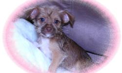 This baby girl is so sweet. She is a Chihuahua and Yorkie mix. She loves to have fun and she will make you smile. She is ready for a new family to love.
She is micro chipped.She comes with her first series of shots, wormings and a Vet Health Certificate.
