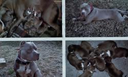 Beautiful Pure Bred Blue Pit Bull Puppies. All shots and worming up to date. Good temperment, socialized pups have been around children and other dogs. UKC registered. Pictured is mama (blue), daddy (champagne), all puppies are bluest blue. Born on