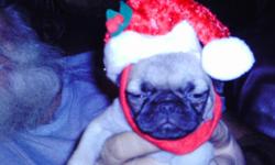 ckc pug puppies just in time for christmas has had shots and been wormed raised in doors with lots of love will be ready for christms as said 843-283-4859 ask for kathy