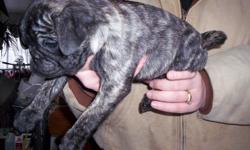 CKC Brindle Pug Puppie for sale. First shots, dewormed, papers. 1 Brindle female. 8 weeks old 11-26-2010