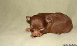 THIS LITTLE GIRL WAS BORN ON 12/14 AND WILL BE READY TO G AT 8 WKS OLD ON FEB 7 2011. WE WILL TAKE A DEPOSIT TO HOLD HER UNTIL SHE IS READY. SHE WILL COME WITH A HEALTH CERT, CKC REG. PAPERS. SHE IS FROM A LITTER OF 4 MOM IS A BLUE/TAN SHORT HAIRED 4 LB