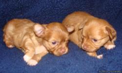 we have two beautiful honey colored pups available to choose from... we also have a white with black spots.. two females and one male.. two seperate litters to choose from.. one is from a blue sable l/c mom and the other is from a short haired blue and