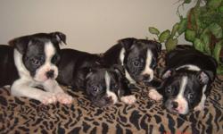 We have 2 adorable healthy Boston Terrier puppies left,&nbsp; both males. They're CKC registered, born on September 10th they will have their first shots and will be dewormed before going to their forever home. Please contact me if you're interested in